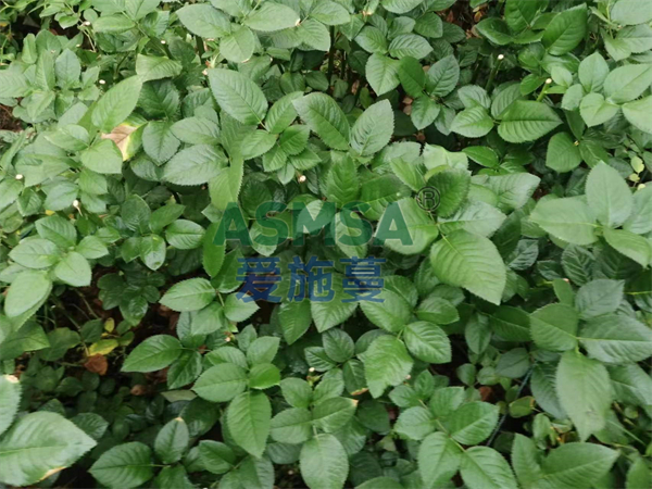 磷酸二氫鉀適合哪些花？來看王老板怎么說