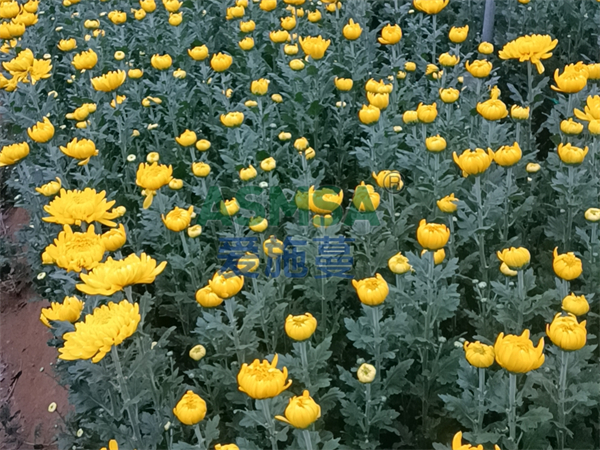 花卉施肥-愛施蔓蔓葉水溶肥