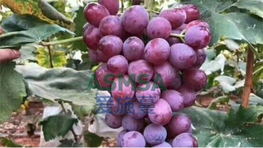 葡萄種植用什么肥料好？
