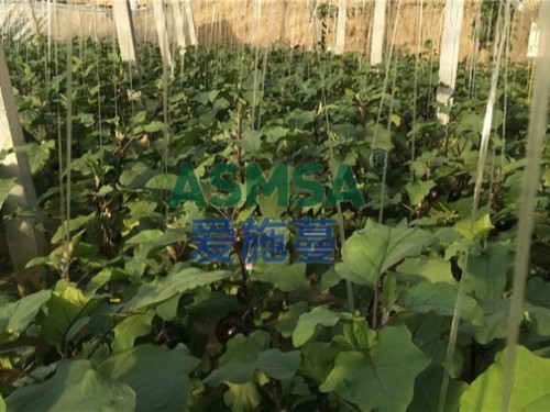 茄子種植如何選肥，產(chǎn)量高？