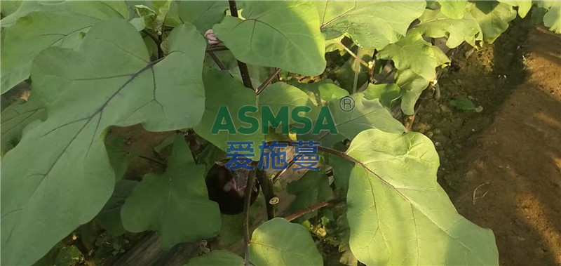 茄子施肥-愛施蔓蔓葉水溶肥