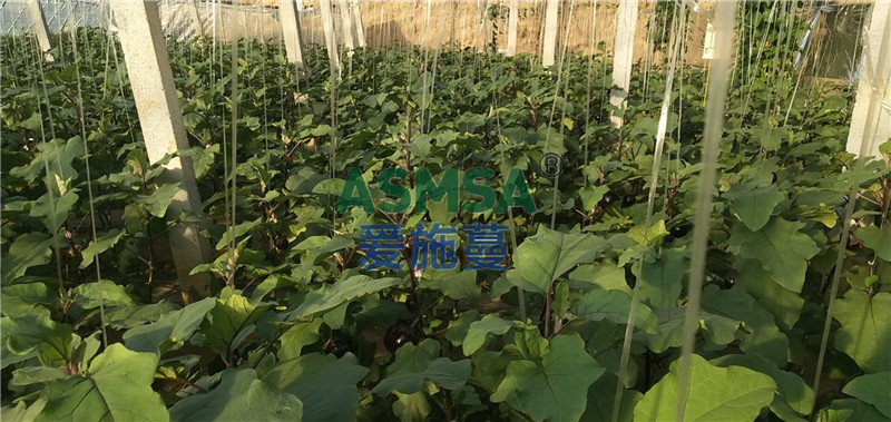 茄子施肥-愛施蔓蔓葉水溶肥