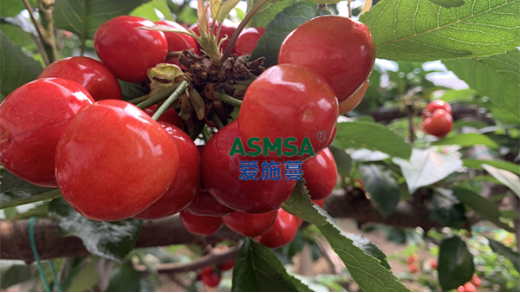 微生物菌劑助力櫻桃樹生長