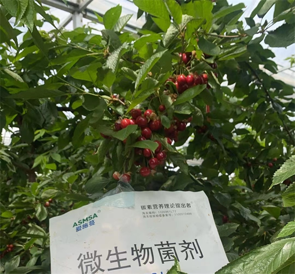 櫻桃施肥—愛施蔓蔓葉微生物菌劑