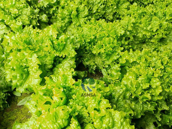 生菜-愛施蔓蔓葉水溶肥1