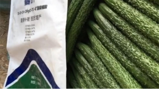 黃瓜種植用什么水溶肥好