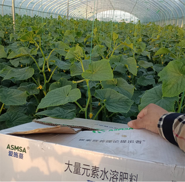 黃瓜種植-愛(ài)施蔓蔓葉大量元素水溶肥