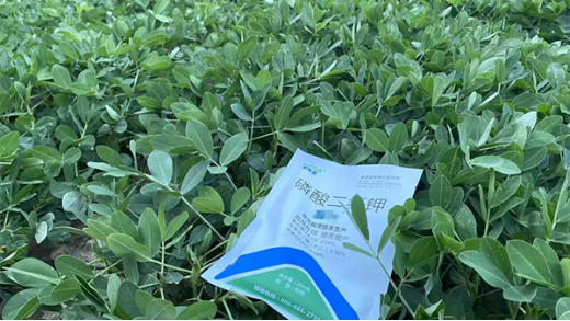 花生種植為什么要用磷酸二氫鉀
