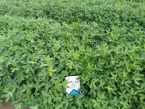 花生施肥-愛施蔓蔓葉磷酸二氫鉀