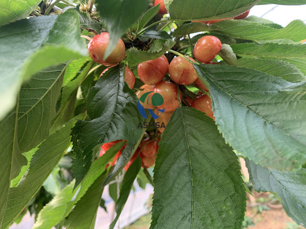 大櫻桃-愛(ài)施蔓蔓葉水溶肥1