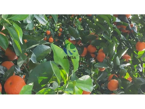 柑橘水溶肥用什么產(chǎn)品效果好