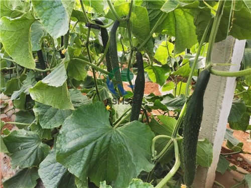 黃瓜施什么肥好
