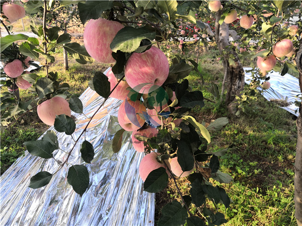 微生物菌劑對(duì)蘋果樹有什么價(jià)值