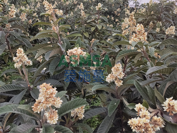 枇杷施肥-愛(ài)施蔓蔓葉水溶肥