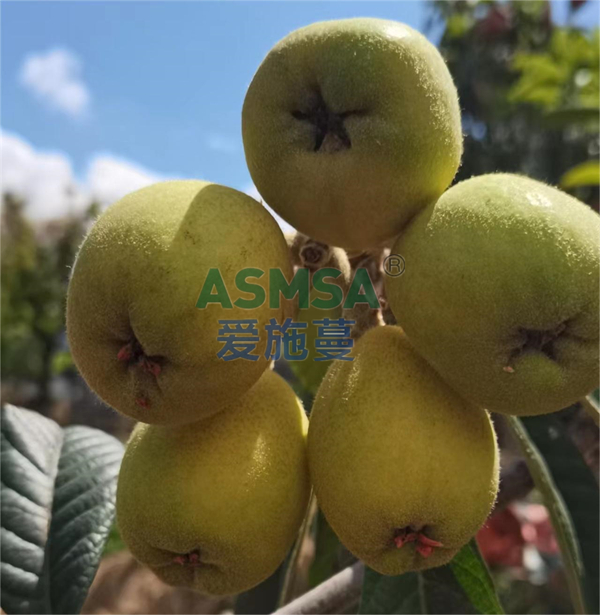 枇杷施肥-愛(ài)施蔓蔓葉水溶肥