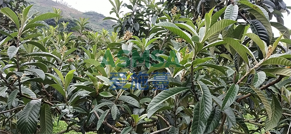 枇杷施肥-愛施蔓蔓葉水溶肥