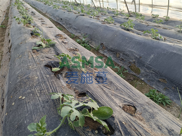 西瓜施肥-愛施蔓蔓葉水溶肥