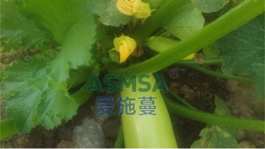 水溶肥廠家怎么選擇？
