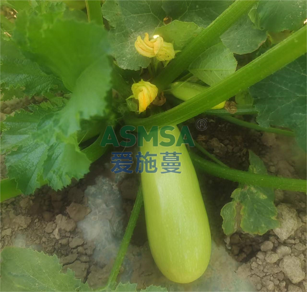 葫蘆施肥-愛施蔓蔓葉水溶肥