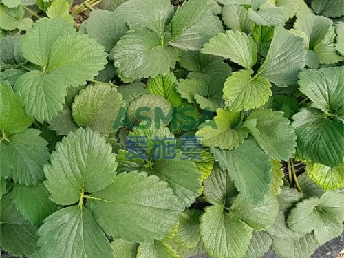 愛施蔓水溶肥有哪些特點(diǎn)？