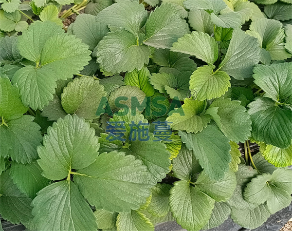 草莓施肥-愛施蔓蔓葉水溶肥