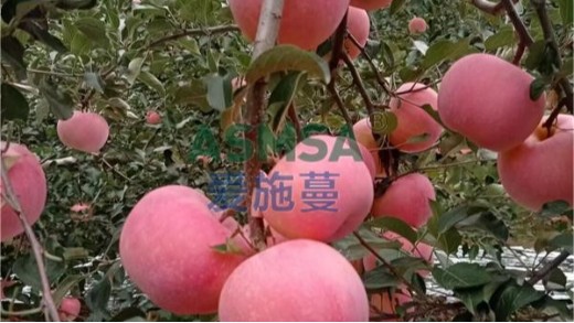 蘋果樹用什么水溶肥好