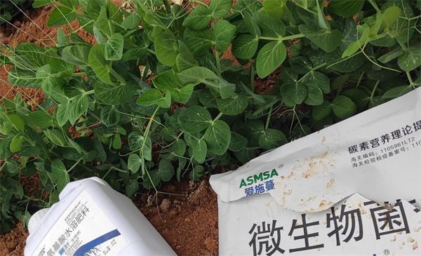 豌豆施肥-愛(ài)施蔓蔓葉水溶肥