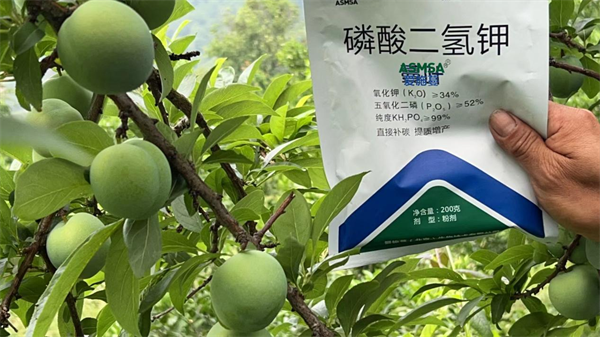 果樹施肥-愛施蔓蔓葉磷酸二氫鉀
