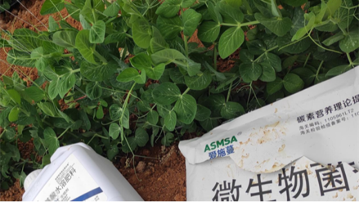 豌豆種植應(yīng)該如何施肥？