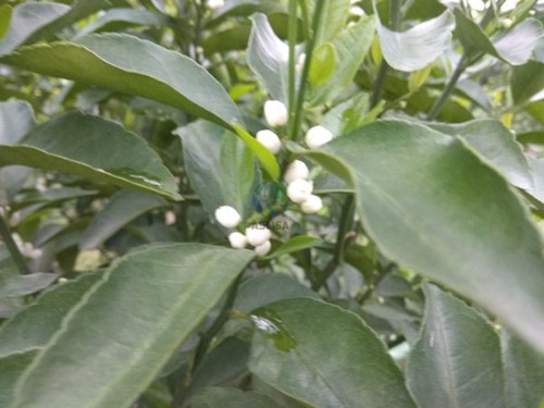 柑橘用蔓葉水溶肥效果怎么樣？