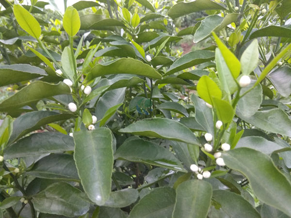 柑橘-愛(ài)施蔓蔓葉水溶肥1