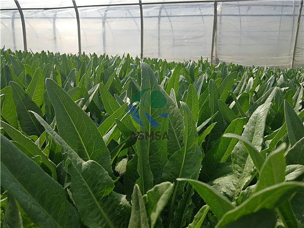 硼肥的使用，陳大哥分享