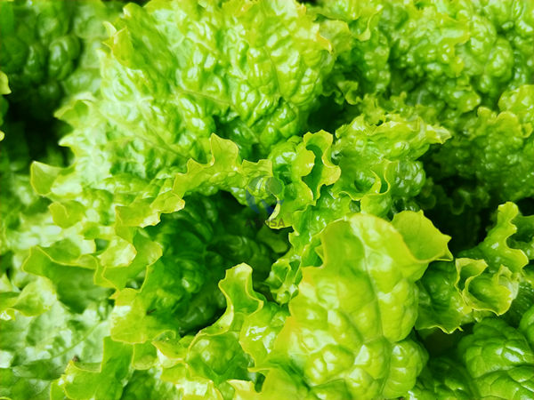 生菜使用愛施蔓蔓葉水溶肥