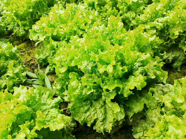 生菜使用愛施蔓蔓葉水溶肥1