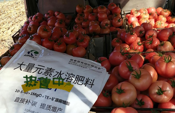 番茄施肥-愛施蔓蔓葉大量元素水溶肥