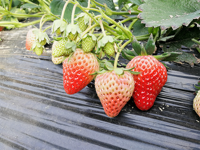 水溶肥哪家好？馬大哥為何只用它？