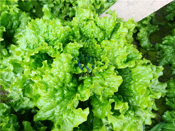 蔬菜-愛施蔓蔓葉水溶肥