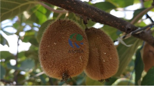 獼猴桃根系問(wèn)題解析